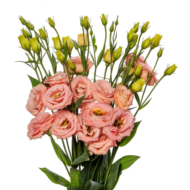 Lisianthus Cessna Lis Adora® Apricot