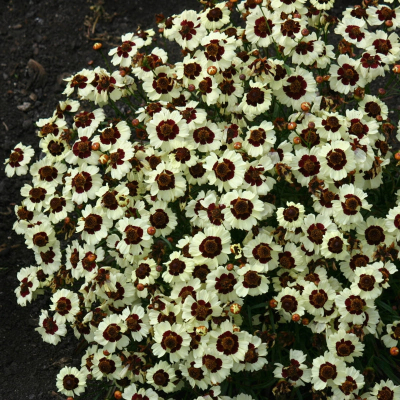 plant coreopsis seeds Cream-Red Coreopsis - Pkt Of Approx. 50 Seeds | Coreopsis tinctoria 'Corusco Cream-Red' FSN