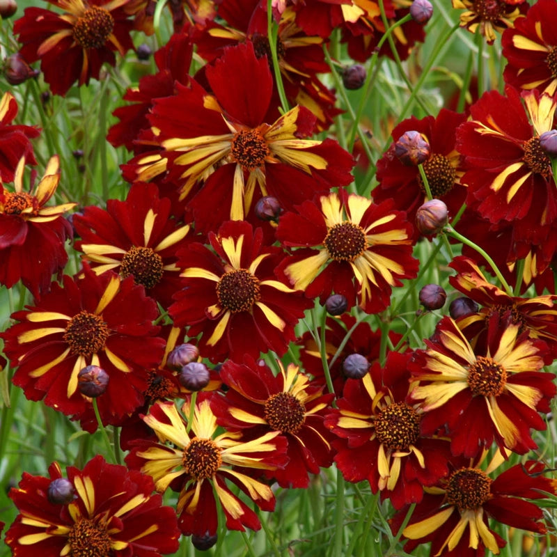 Golden Roulette Coreopsis – Gurney's Seed & Nursery Co.