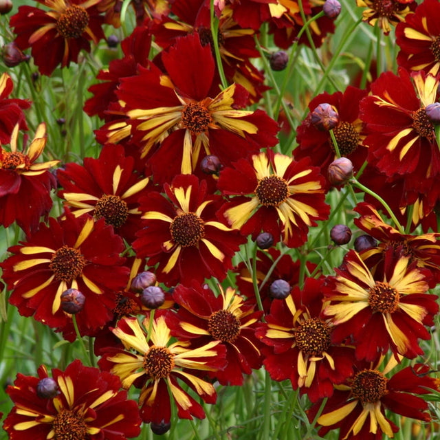 Roulette Coreopsis 