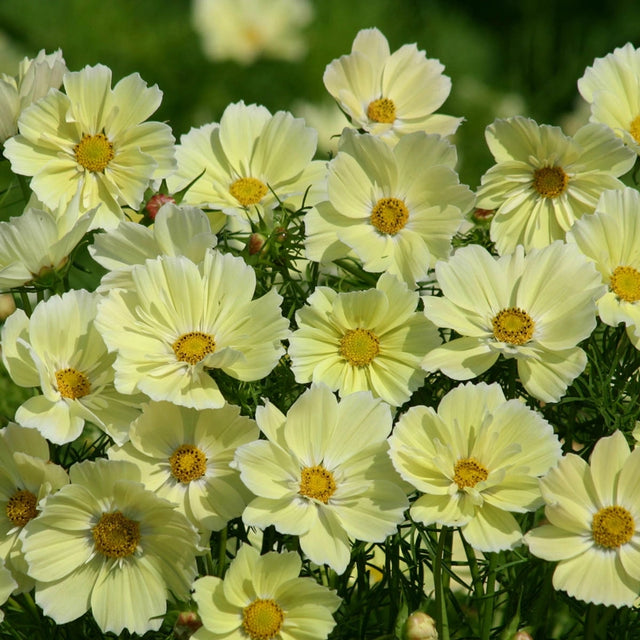 Xanthos Cosmos