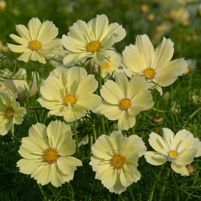 Xanthos Cosmos