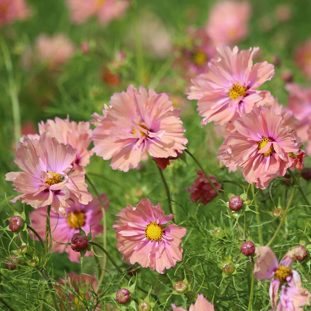 Apricotta Cosmos