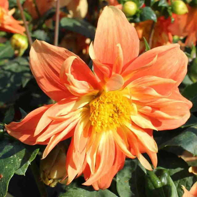 Sunny Reggae Dahlia