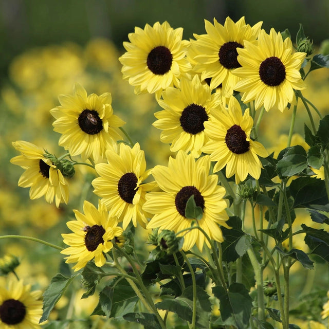 Soluna Lemon Helianthus