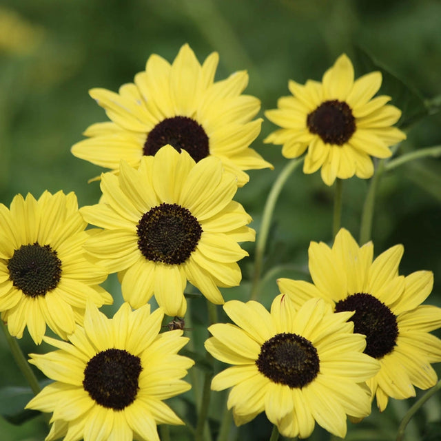 Soluna Lemon Helianthus