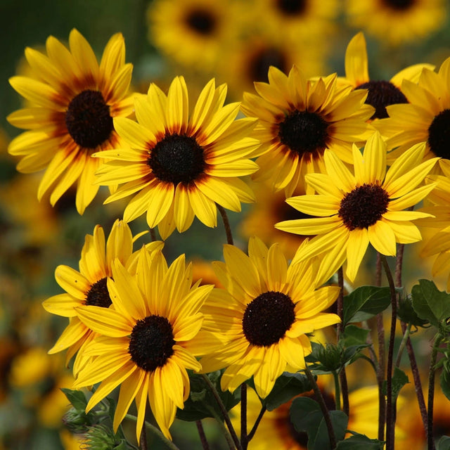 Soluna Gold Helianthus