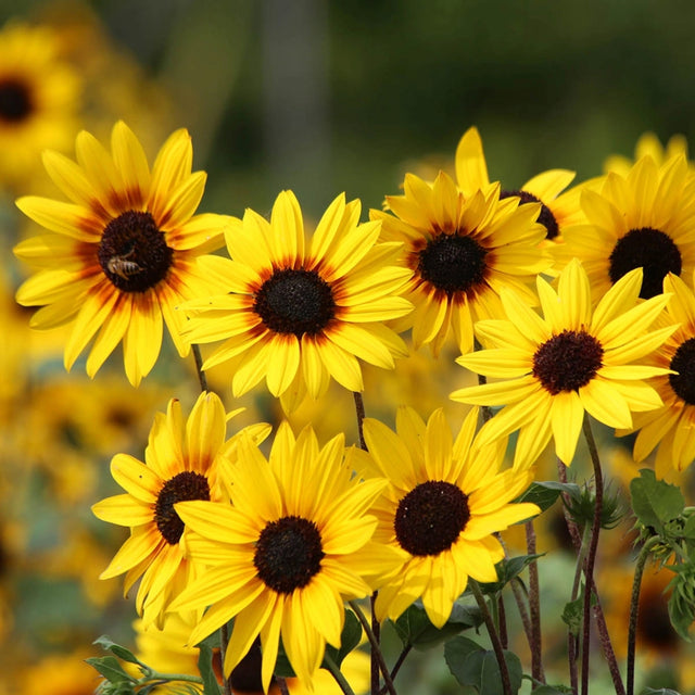 Soluna Gold Helianthus