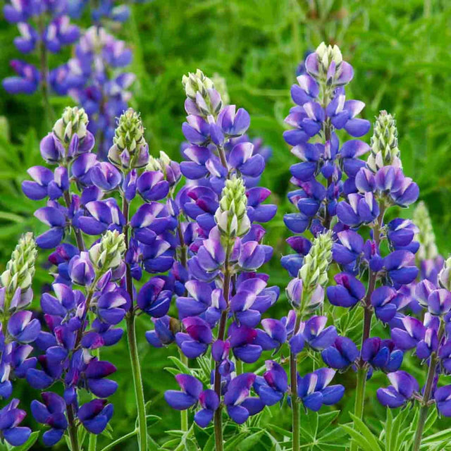 Avalune Blue Lupine