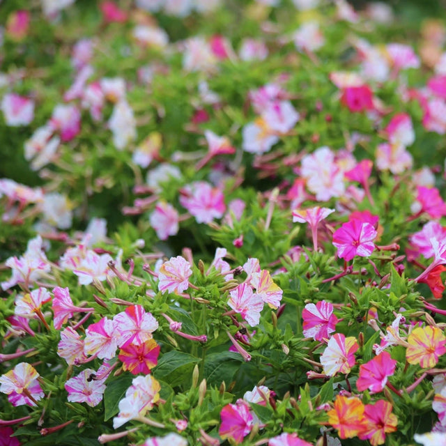 Four O’Clock Marbles Tricolor