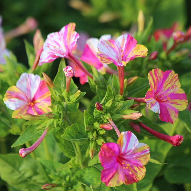 Four O’Clock Marbles Tricolor