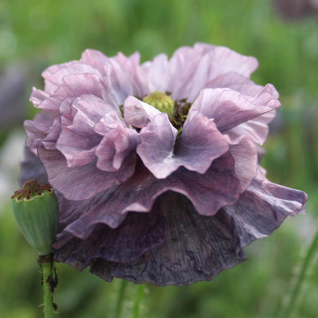 Amazing Grey Poppy
