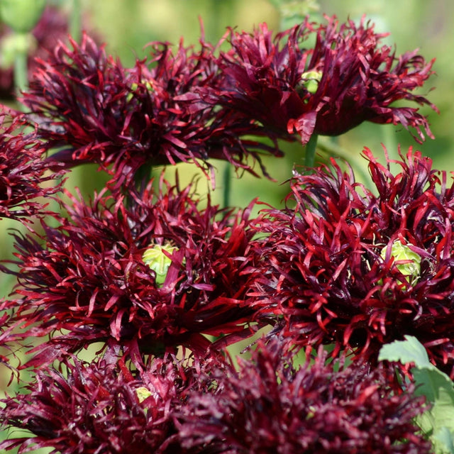 Large Poppy Black Swan