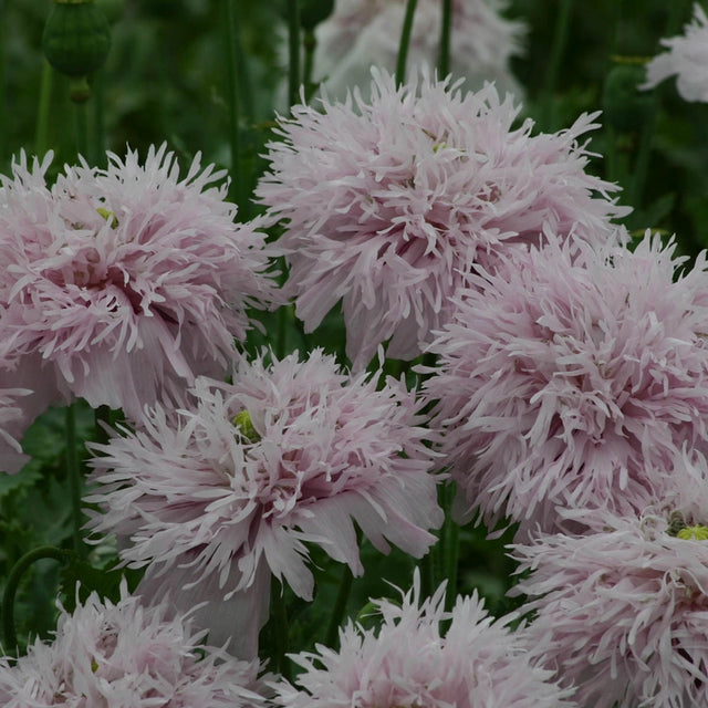Large Poppy Lilac Pompom