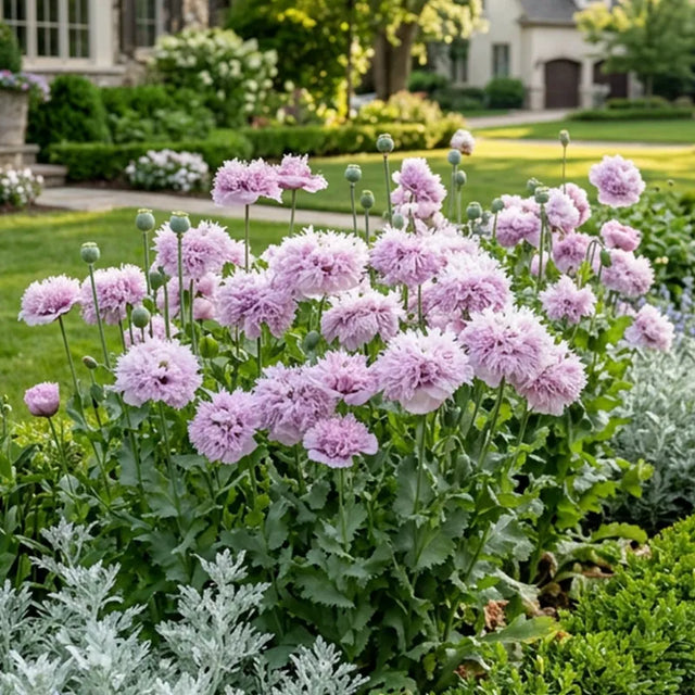 Large Poppy Lilac Pompom