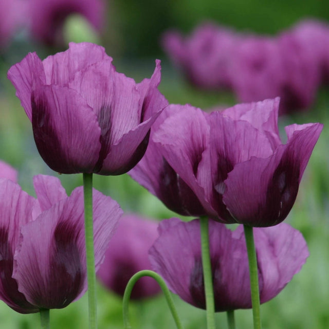 Bread-Seed Poppy Hungarian Blue