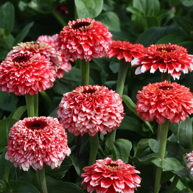 Zinderella Fizz Zinnia