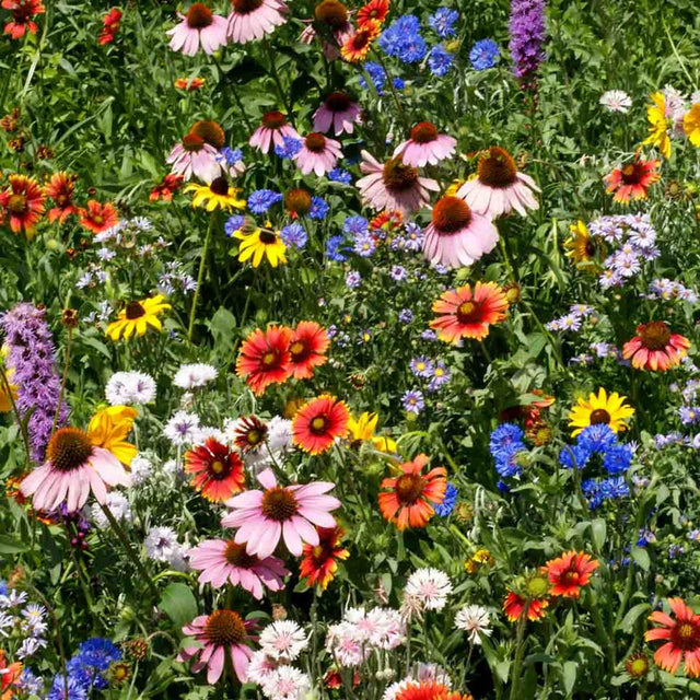 Northeast Wildflower Seed Mix