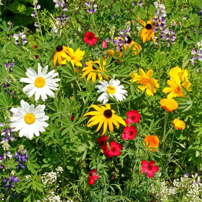wildflowers seeds Northwest Wildflower Seed Mix - Pkt Of Approx. 300 Seeds | Wildflowers - Various Varieties
