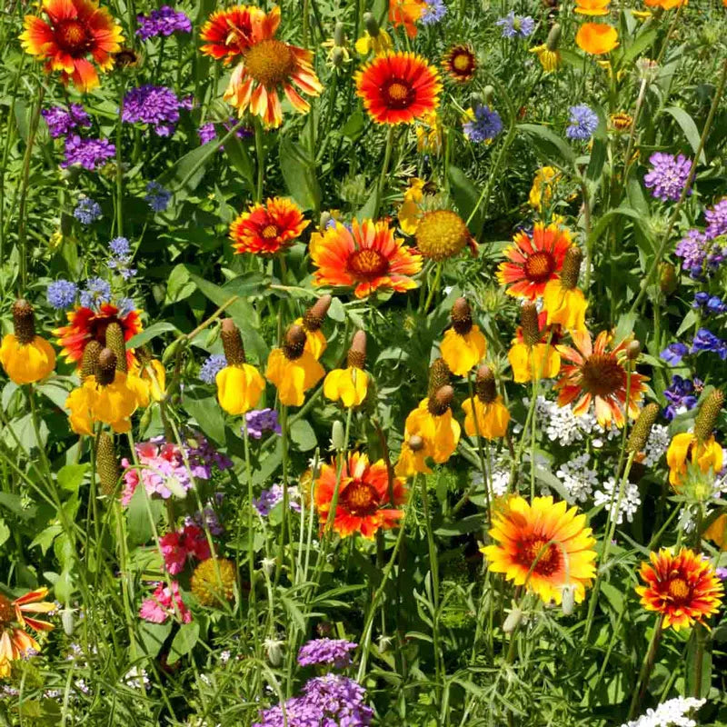 prairie flower seed mix Western Wildflower Seed Mix - 1 oz Pkt Of Seeds | Wildflowers - Various Varieties