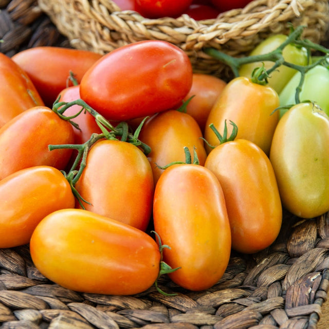 Supremo Hybrid Tomato