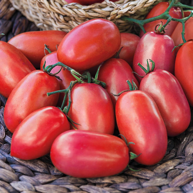 Supremo Hybrid Tomato