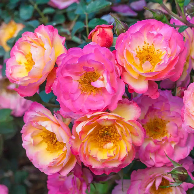 County Series Roses Ground Cover Roses For Sale | Gurney's Seed & Nursery Co.
