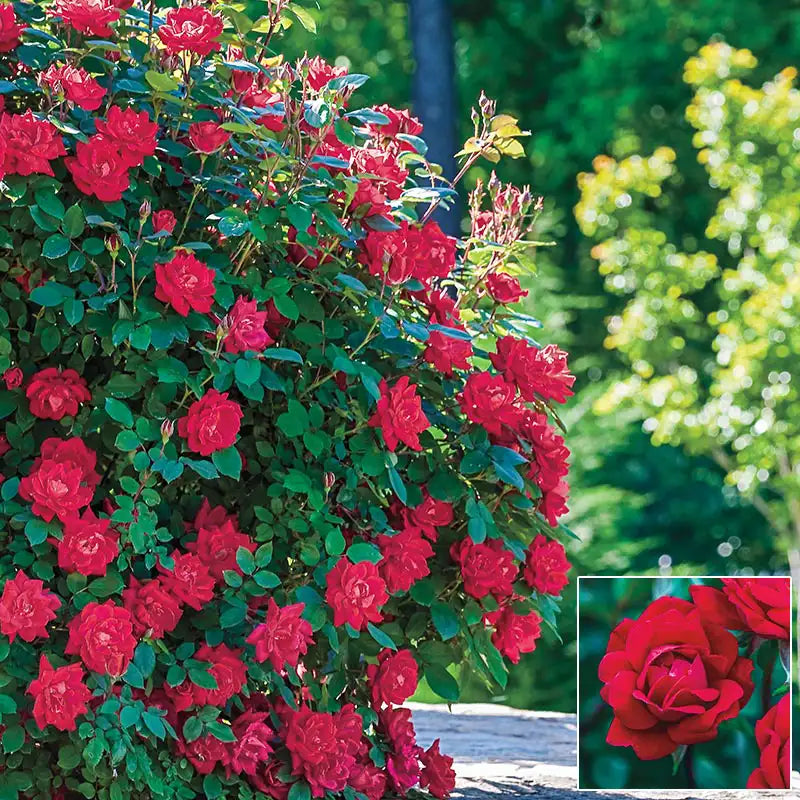 knock out roses seeds Red Double Knock Out® Rose Plant
