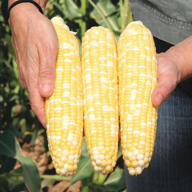 Spring Catalog Collection Gurney's Seed & Nursery Co.