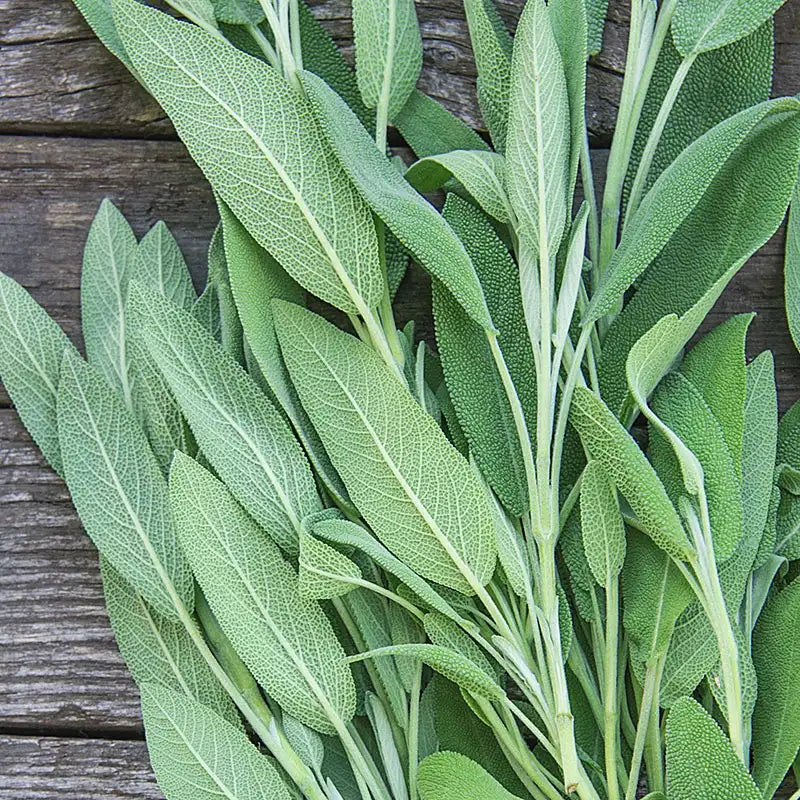 sage succulent Gurney's Herb Sage (100 Seed Packet)