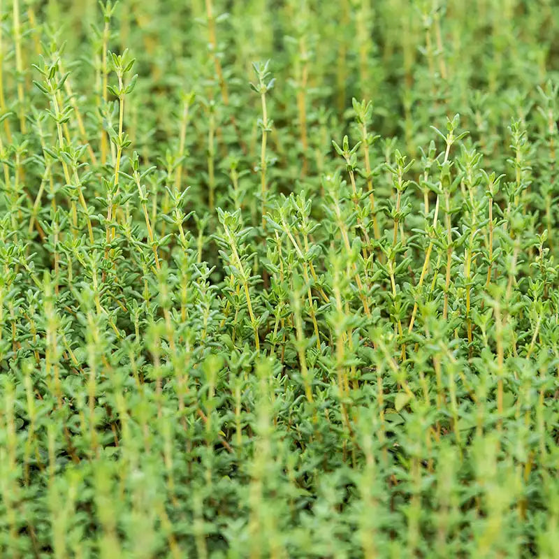 thyme plant from seed German Winter Thyme