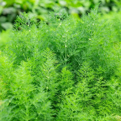 Gurney's Herb Dill Delight (200 Seed Packet)
