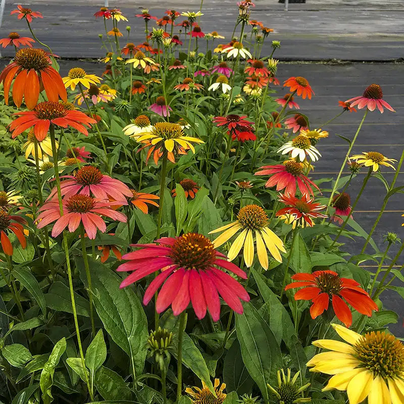 cheyenne spirit echinacea seeds Cheyenne Spirit Coneflower