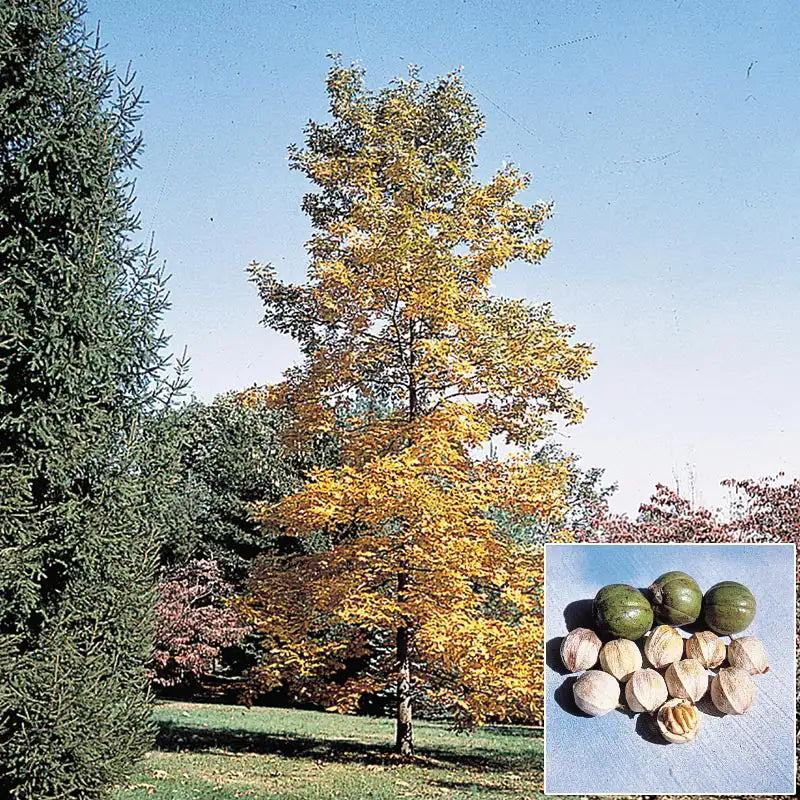 Shellbark Tree Form Shellbark Hickory | Gurney's Seed & Nursery Co.