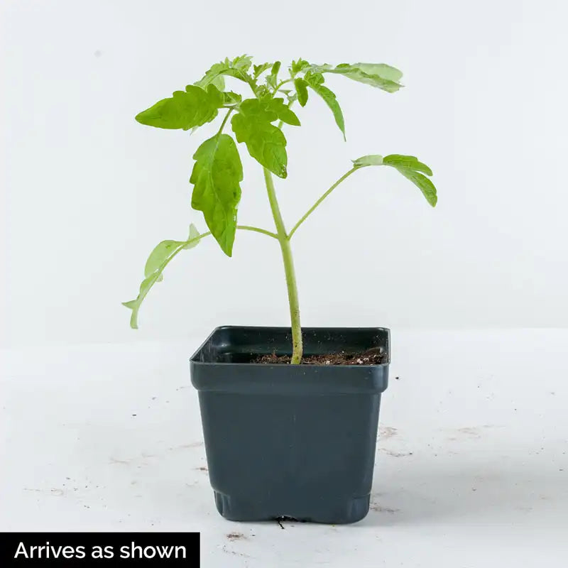 summer sauce tomato plant Easy Sauce™ Hybrid Tomato