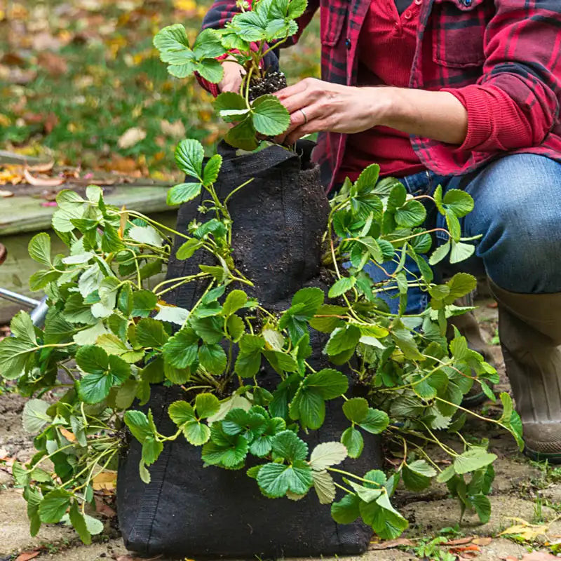 pot grown strawberry plants for sale Grow Tub Strawberry Tower