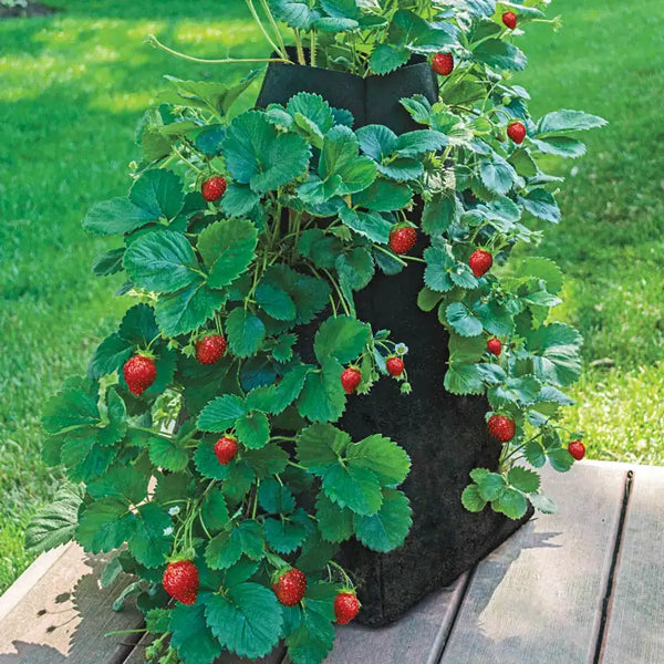strawberry plant trellis Grow Tub Strawberry Tower