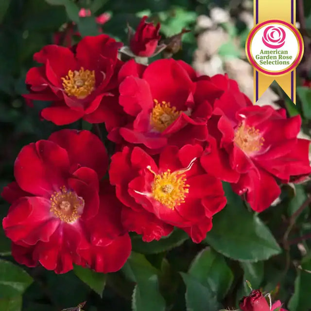Guernys Roses Rose Bushes For Sale | Gurney's Seed & Nursery Co.