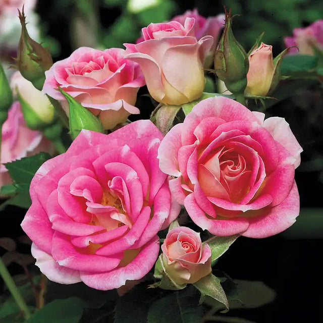 Miniature Roses For Sale | Gurney's Seed & Nursery Co.