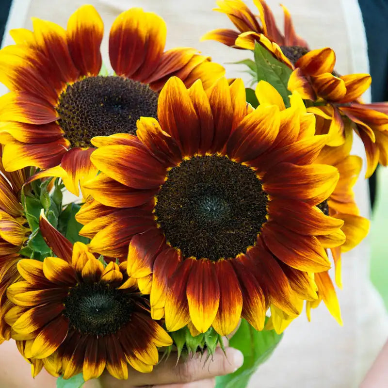 planting red sunflower seeds Ruby Passion Sunflower Seeds (15 Seed Packet)