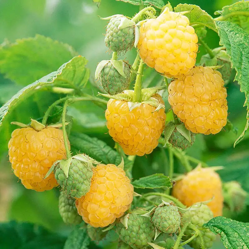 Anne Raspberry Plant | Gurney's Seed & Nursery Co.
