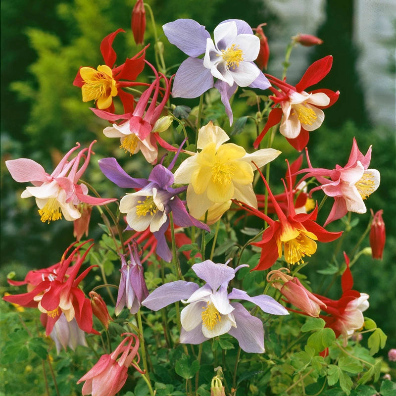 columbine indoor plant Mixed McKana Giant Columbine