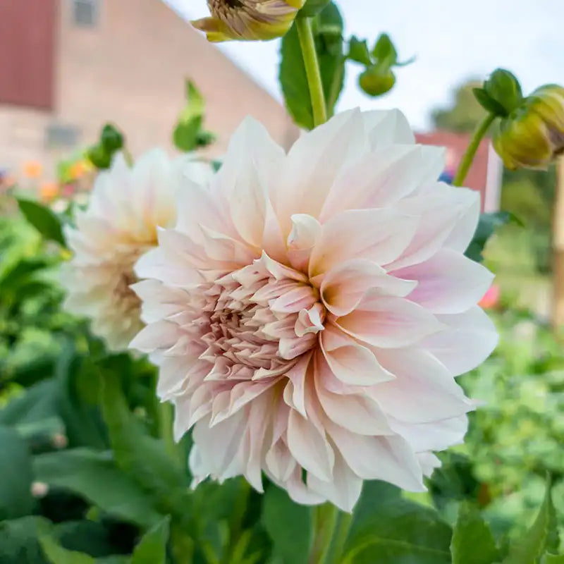 dinnerplate dahlia seeds Cafè Au Lait Dinnerplate Dahlia