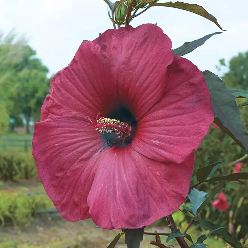 giant hibiscus flower seeds Big Red Hibiscus