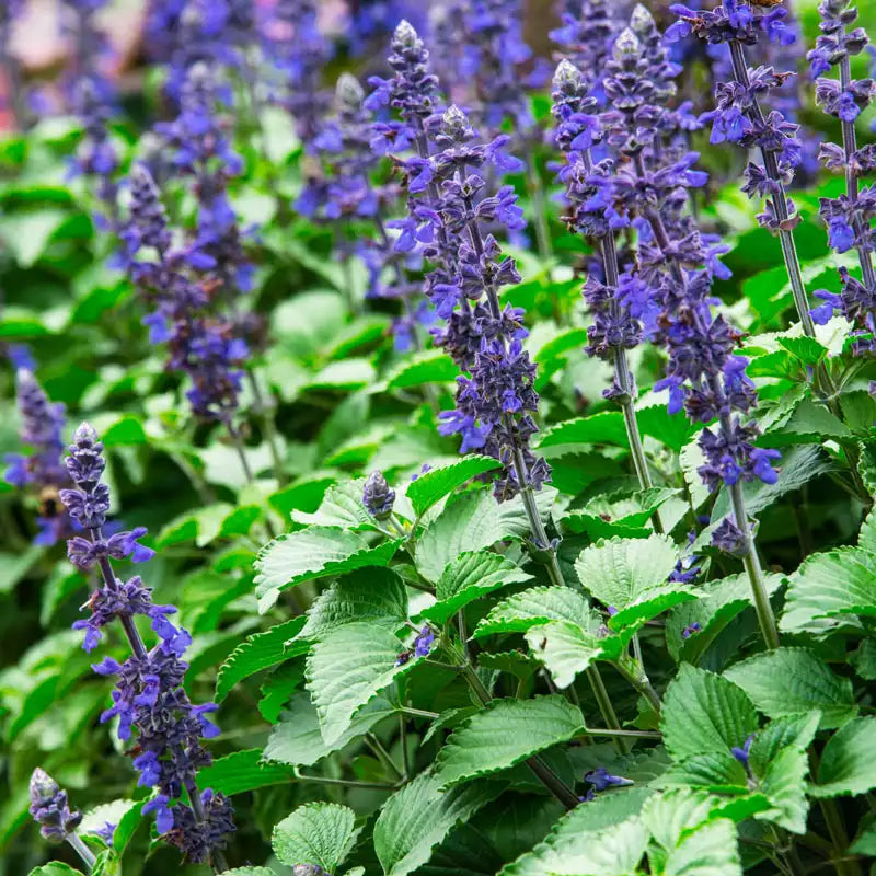 salvia plant seed Big Blue Salvia