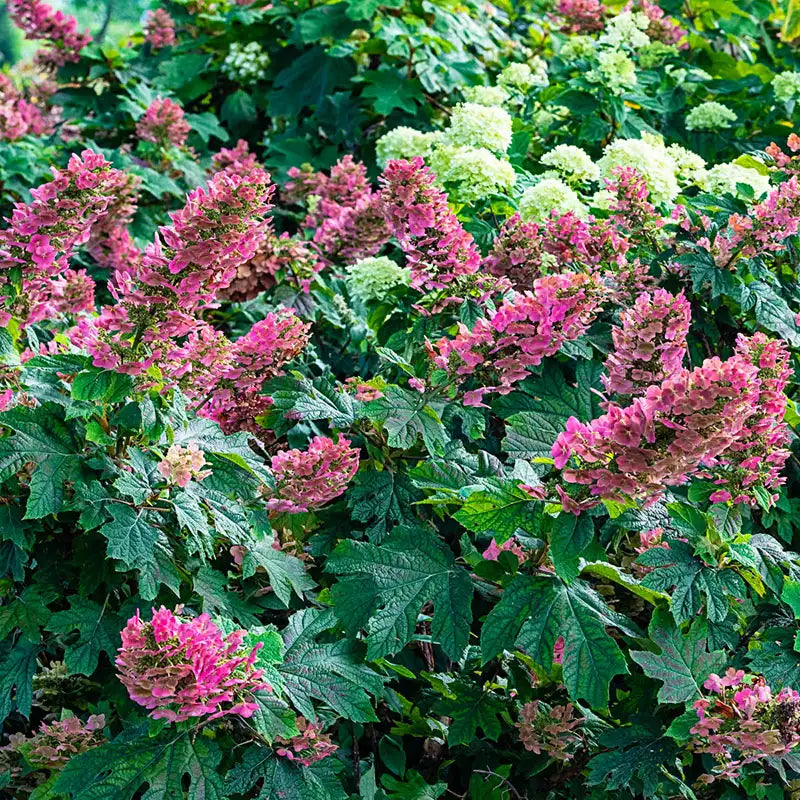 Ruby Slippers Dwarf Oakleaf Hydrange Gurney s Seed Nursery Co Ruby slippers dwarf oakleaf hydrange gurney s seed nursery co