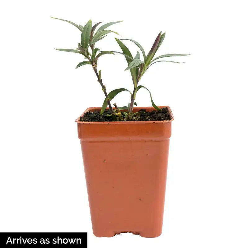 blue moon indoor plant Blue Moon Phlox – Gurney's Seed & Nursery Co