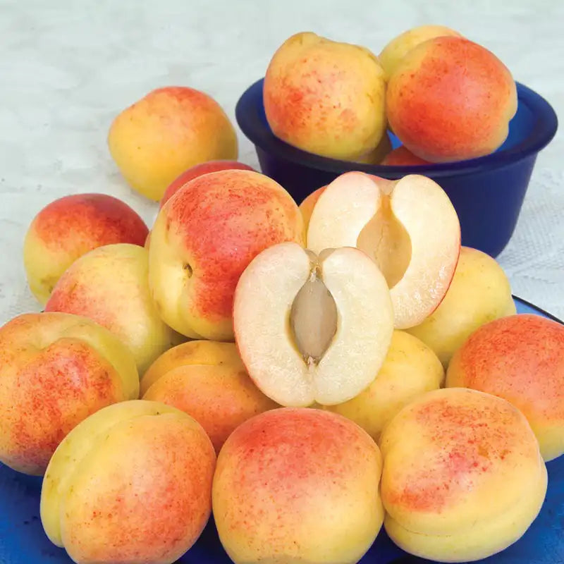 Sugar Pearls™ Apricot Tree Gurney's Seed & Nursery Co.