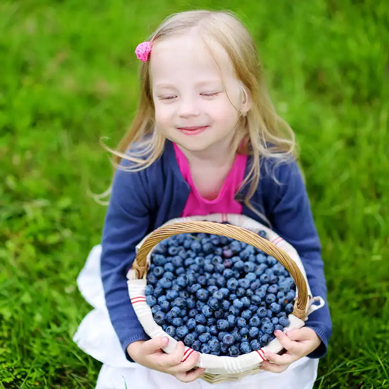 Ka-Bluey® Northern Highbush Blueberry Plant | Gurney's Seed Ka-Bluey® Northern Highbush Blueberry Plant | Gurney's Seed