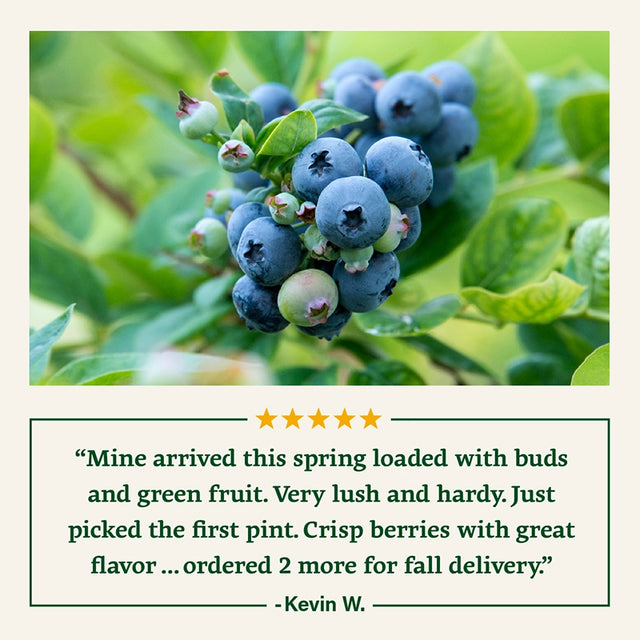 Ka-Bluey® Northern Highbush Blueberry Plant